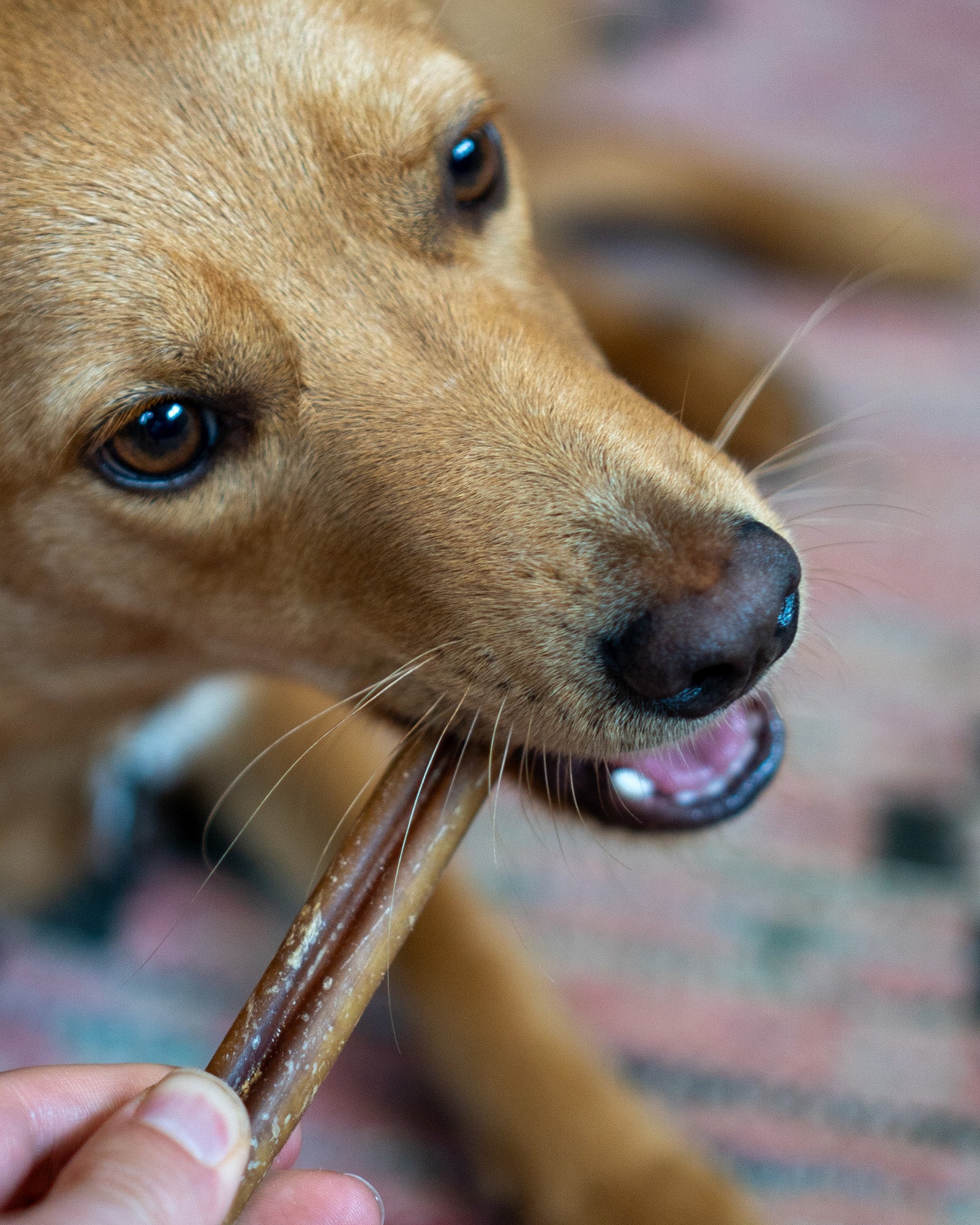 Bull Pizzle Sticks - Image 3