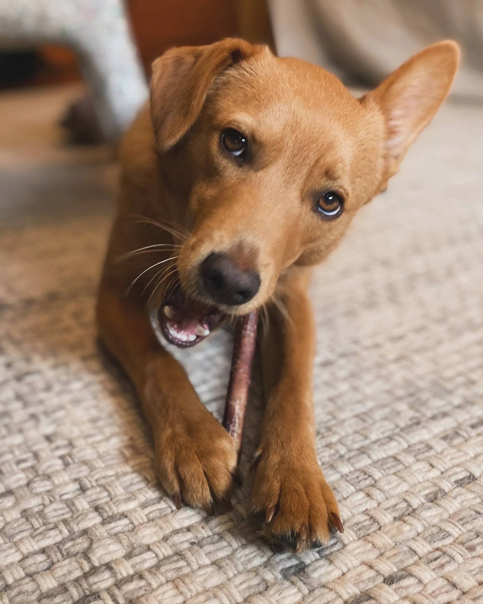 Bull Pizzle Sticks - Image 4