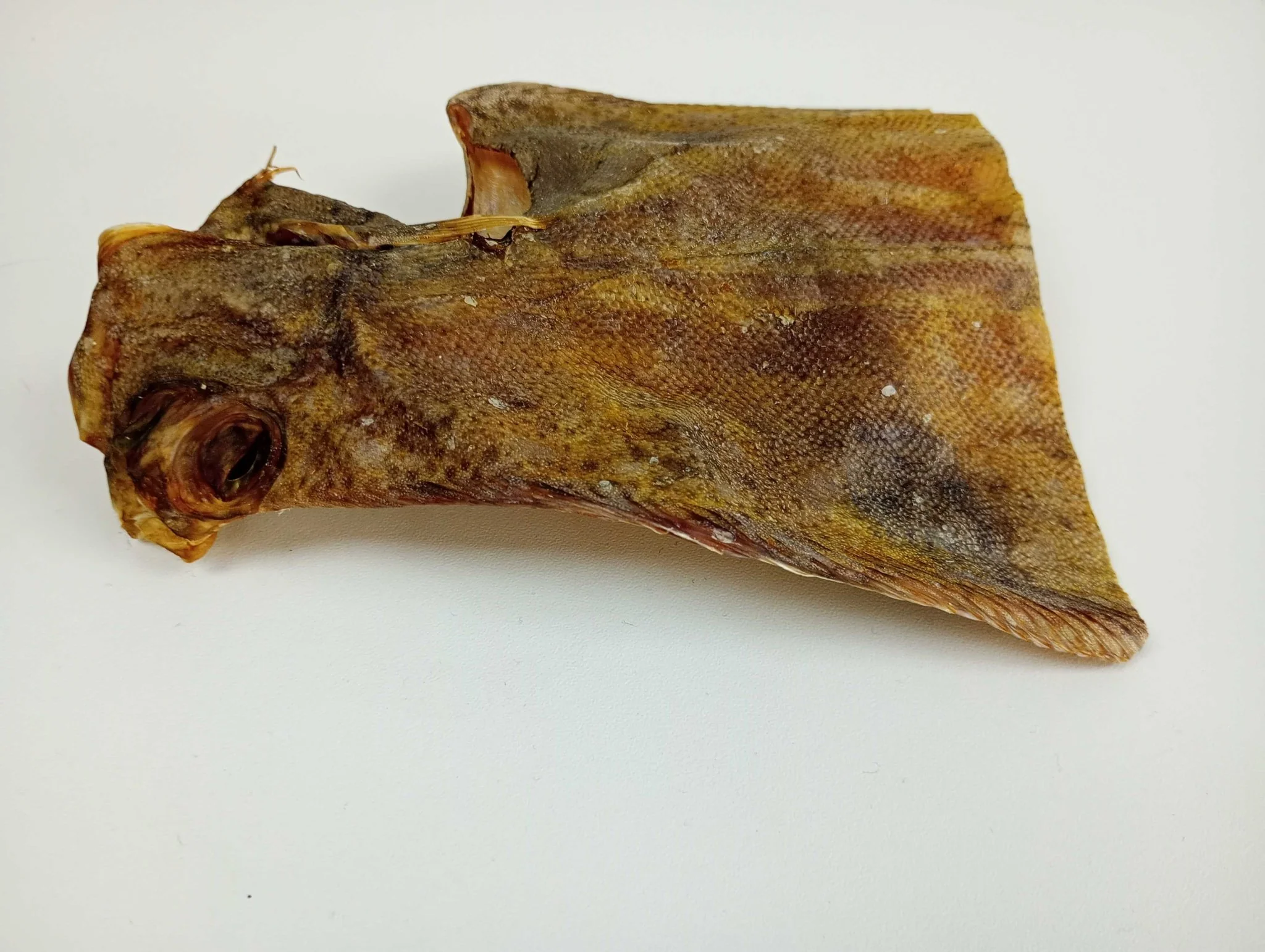 Sole Fish - Image 4
