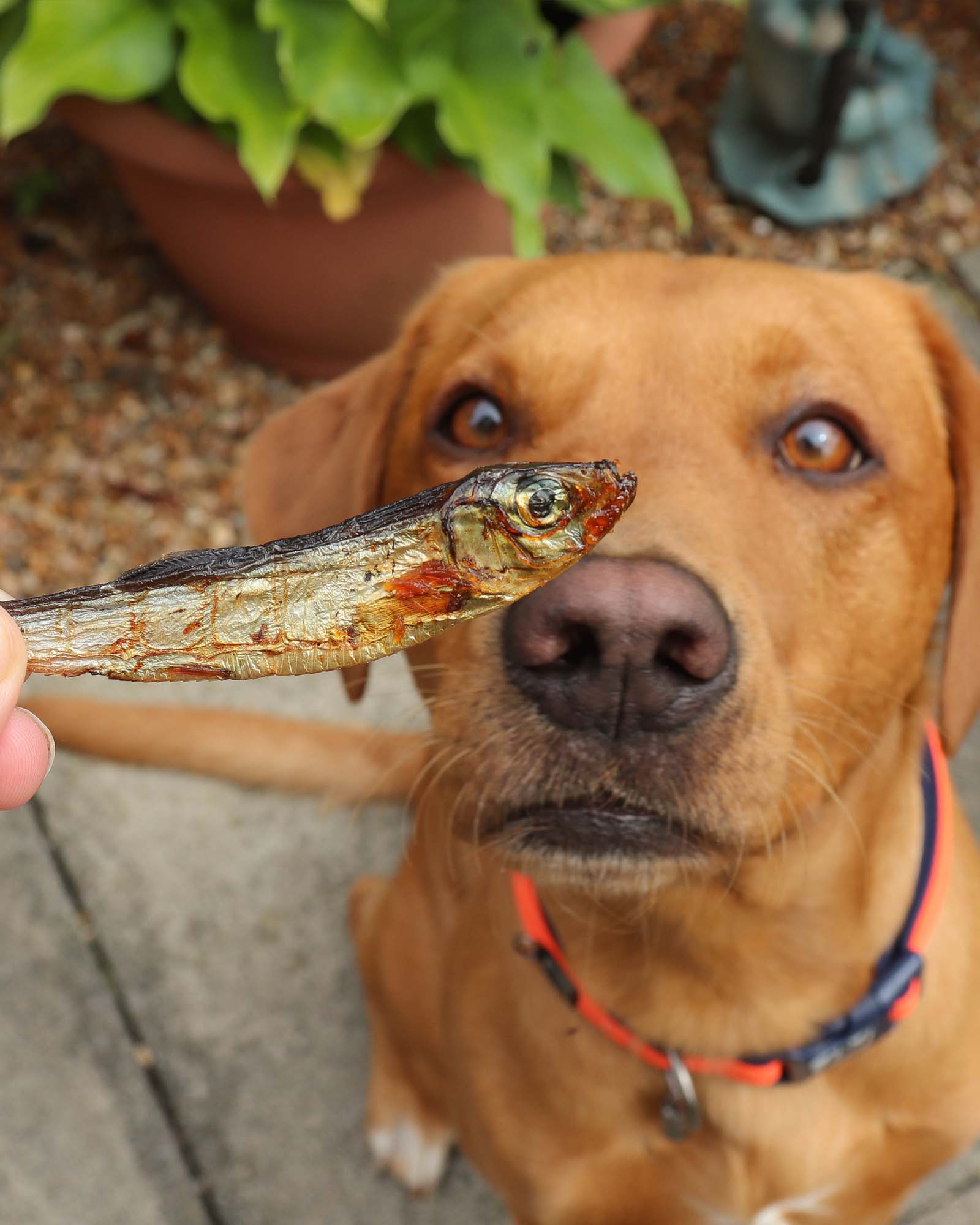 Dried Sprats - Image 4