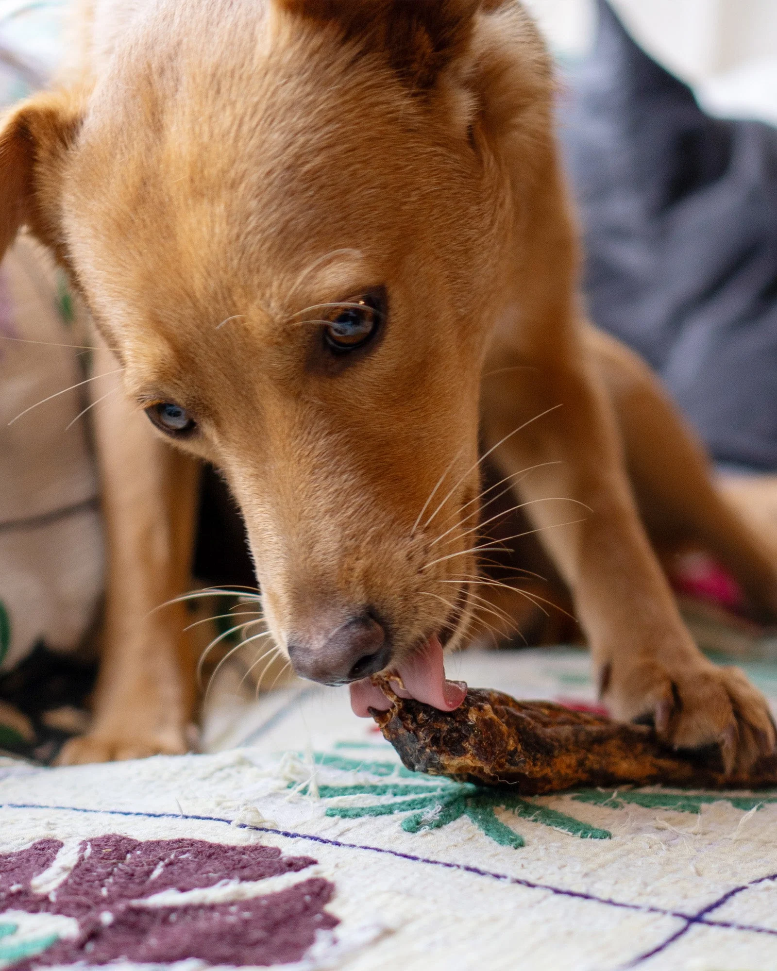 Duck Necks - Image 4