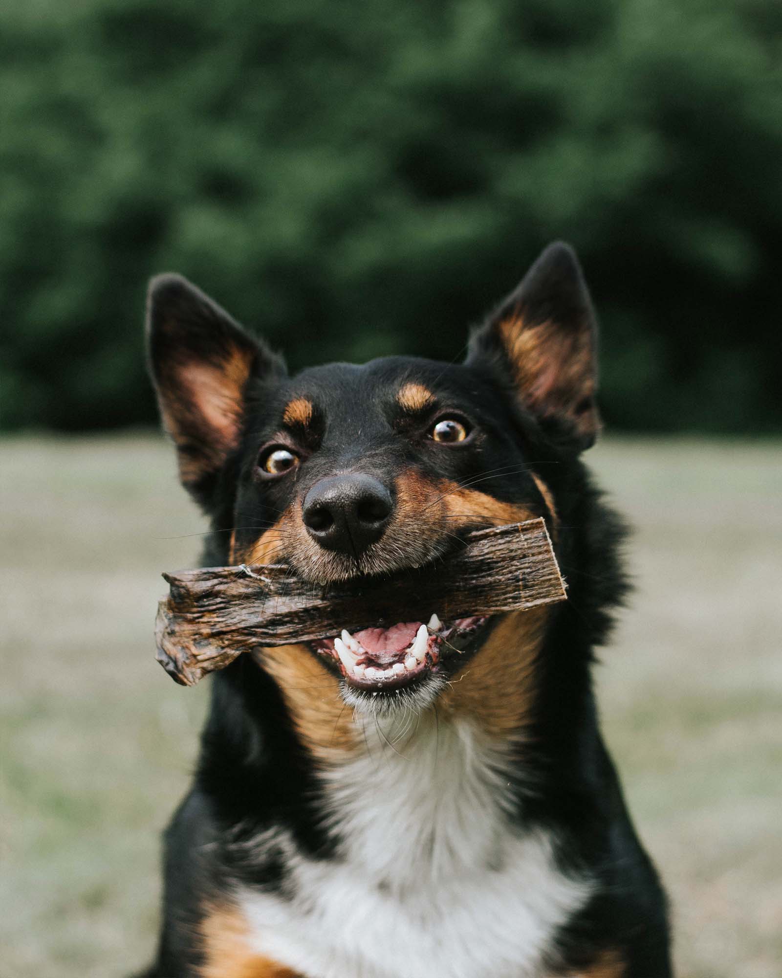 Essential Bundle | Ocean Feast Grain Free Dog Food + Dental Treats + FREE 500ml Salmon Oil - Image 10
