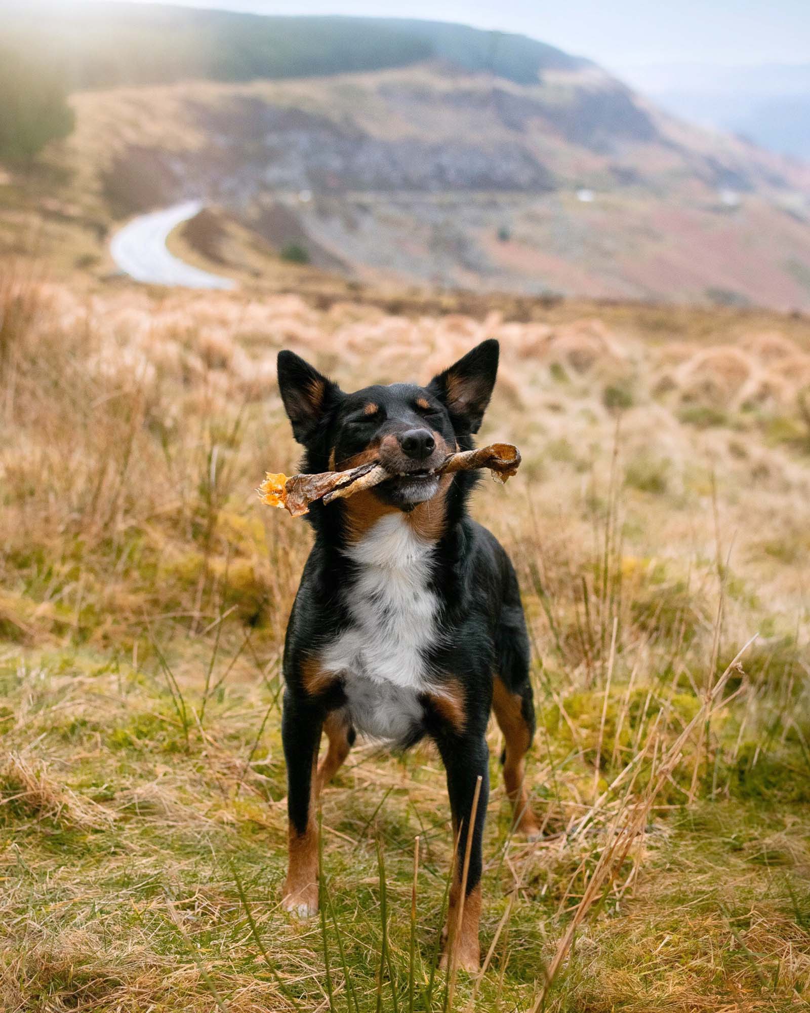 Essential Bundle | Ocean Feast Grain Free Dog Food + Dental Treats + FREE 500ml Salmon Oil - Image 11