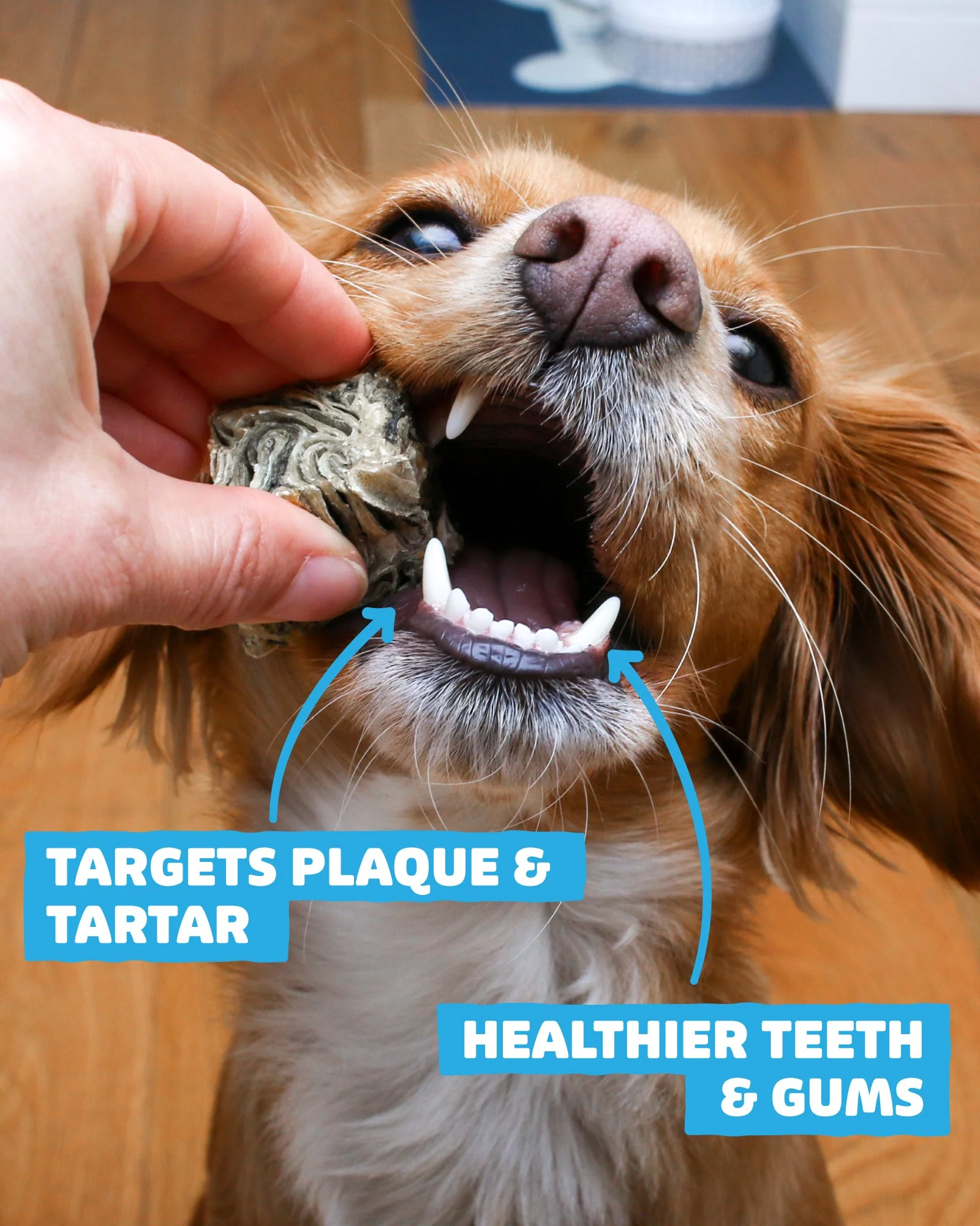 Essential Bundle | Ocean Feast Grain Free Dog Food + Dental Treats + FREE 500ml Salmon Oil - Image 8