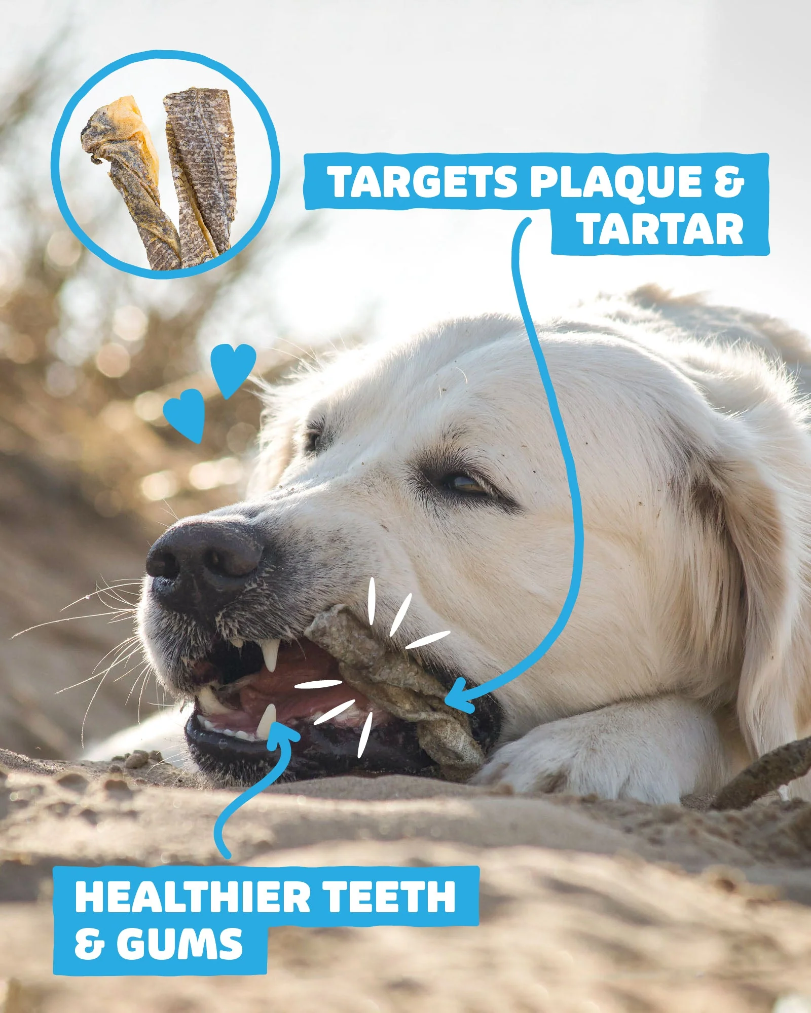 Dental Bundle - Image 7