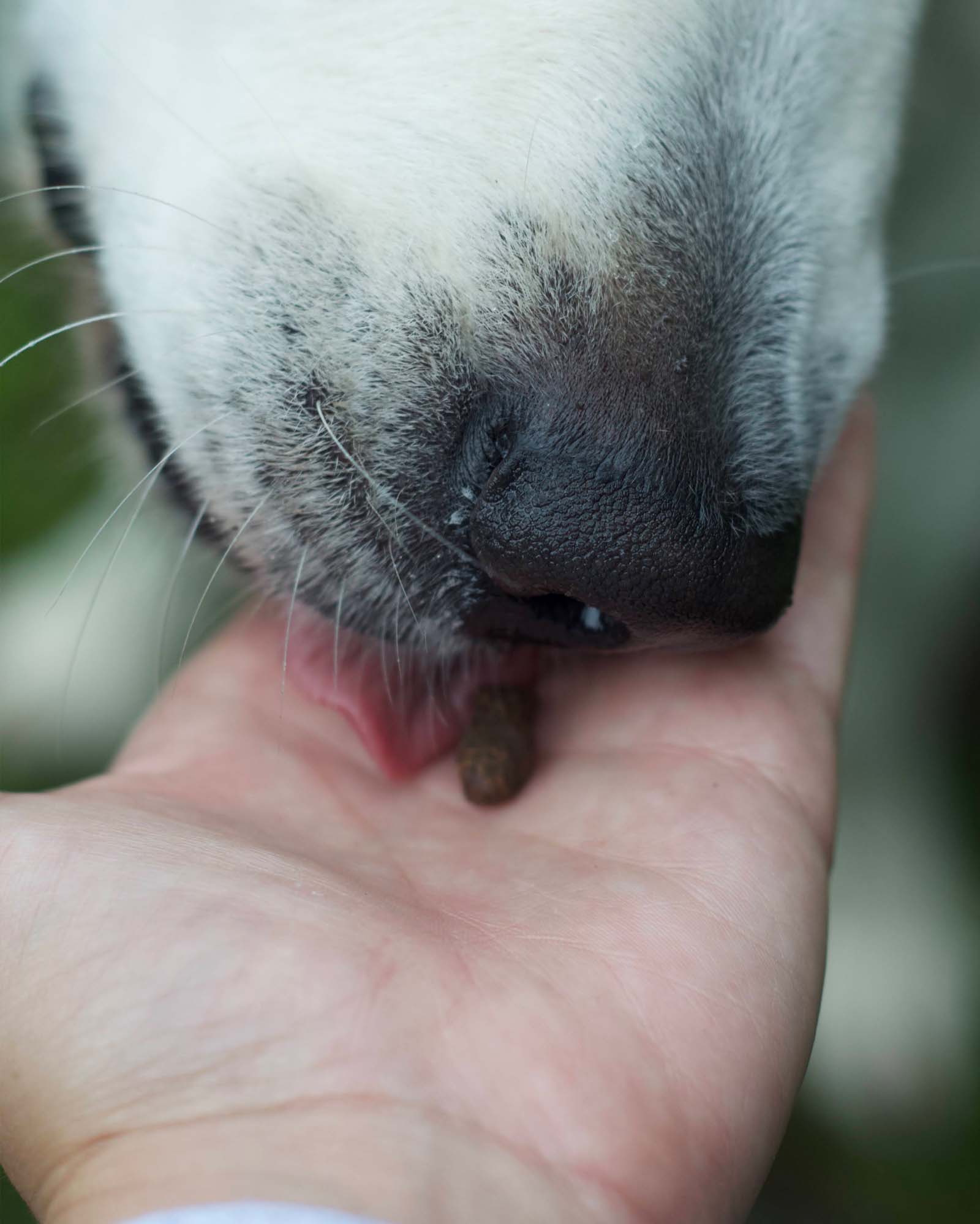 Fish Training Treats - Image 3