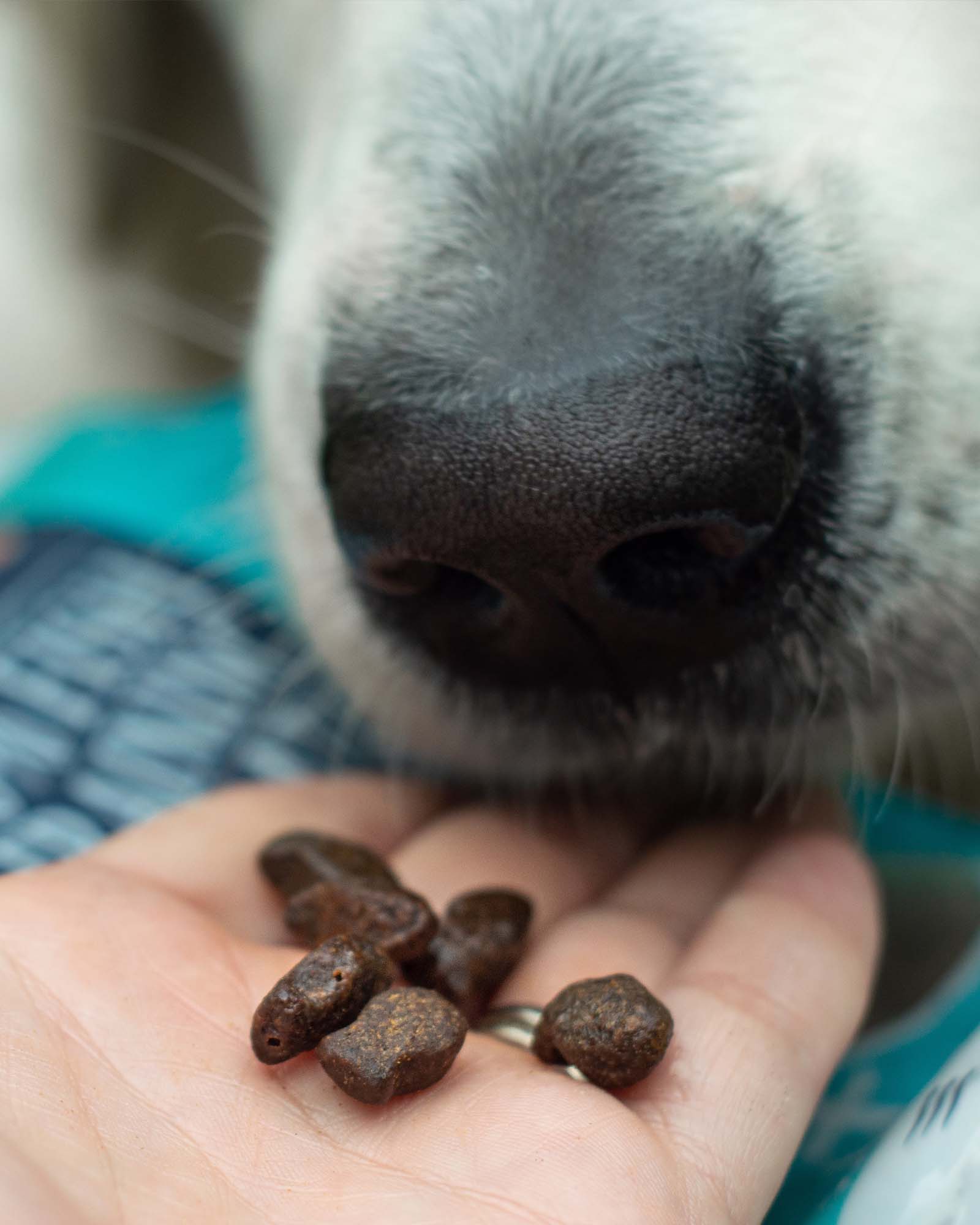 Fish Training Treats - Image 6