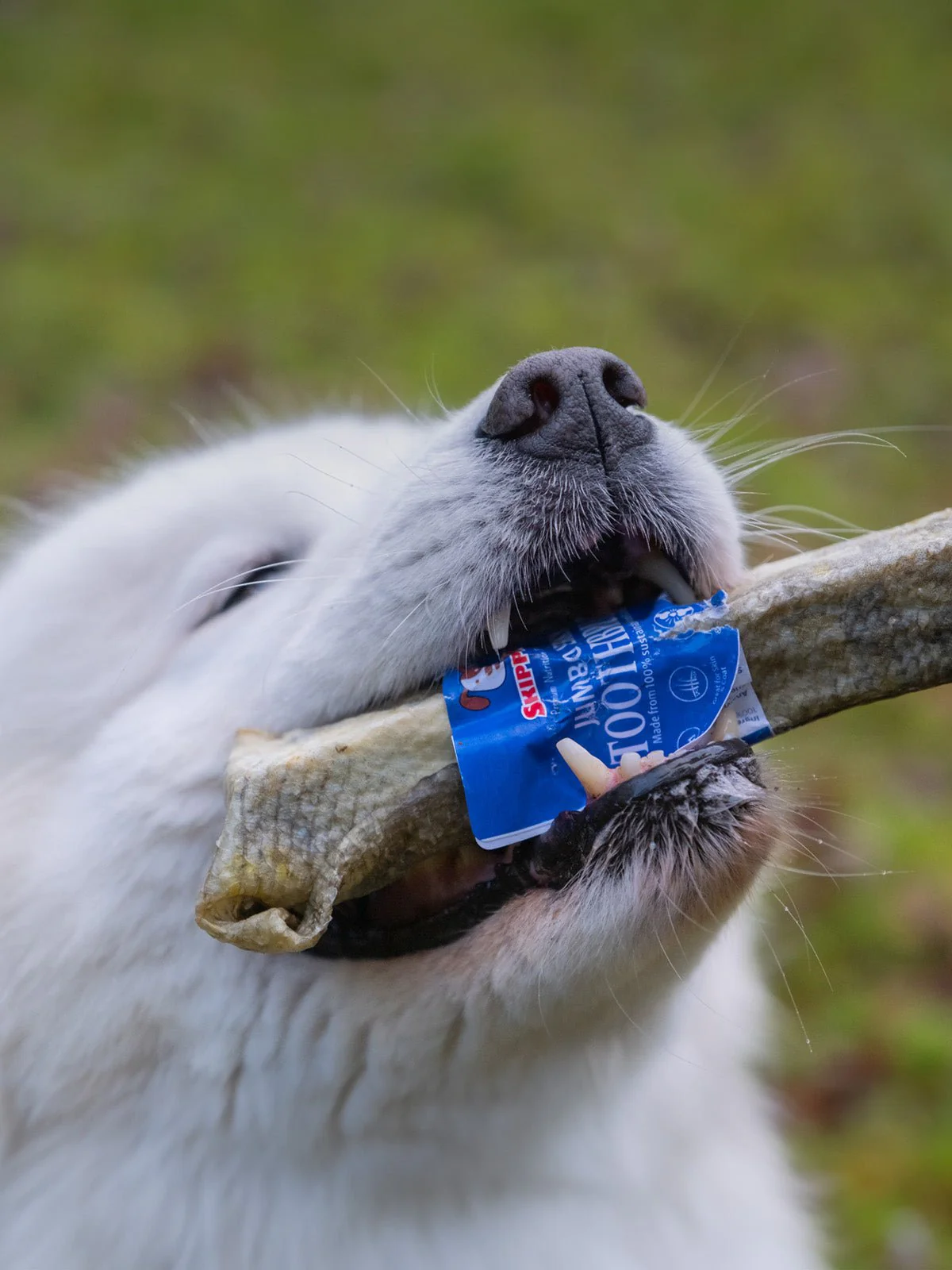 Jumbo Jerky Toothbrush - 100% Cod - Image 3