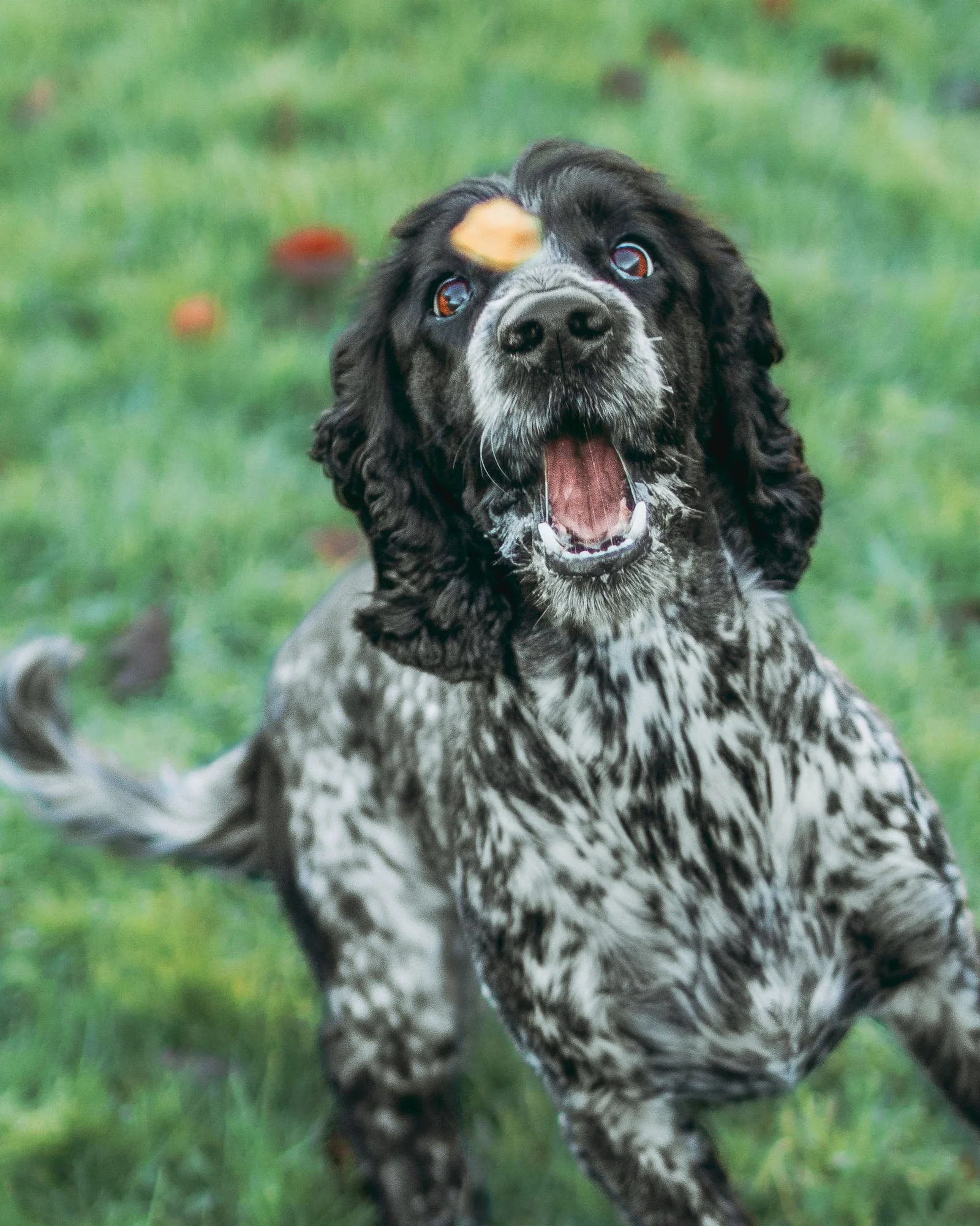 Puppy Bundle - Image 10