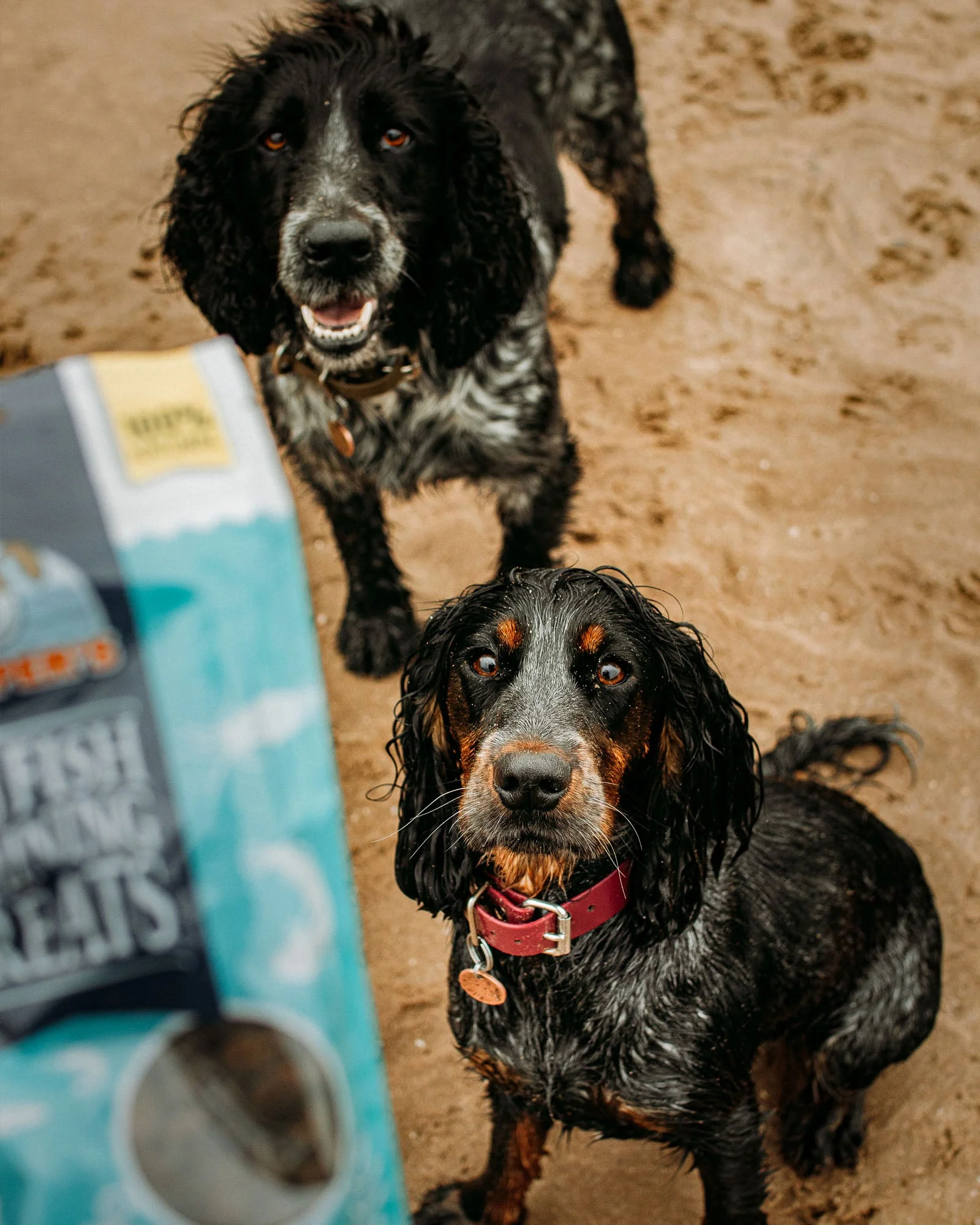 Puppy Bundle - Image 9