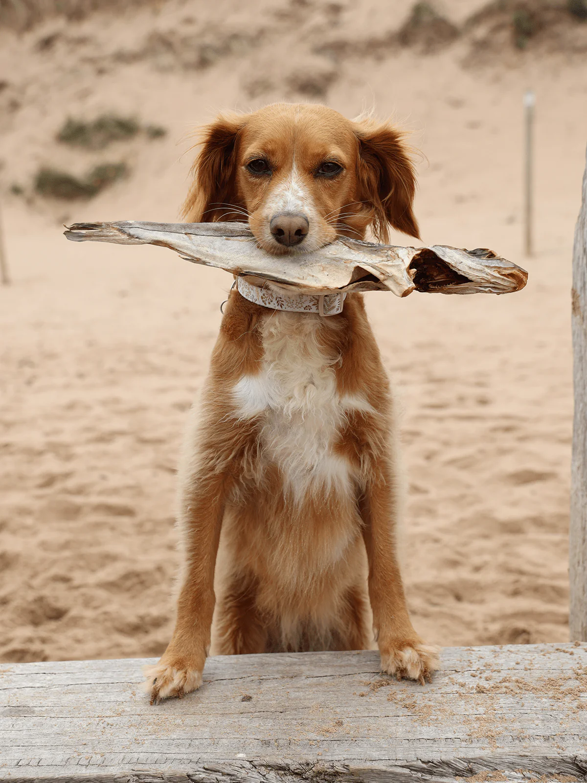 Whole Dried Haddock - Image 5