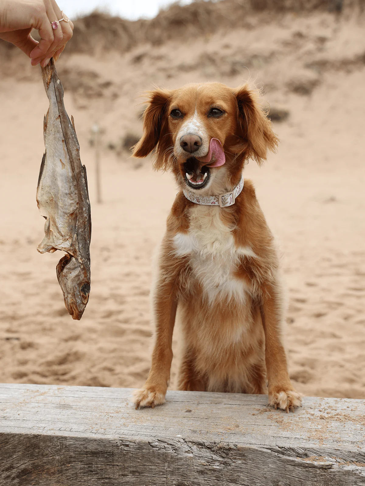 Whole Dried Haddock - Image 6