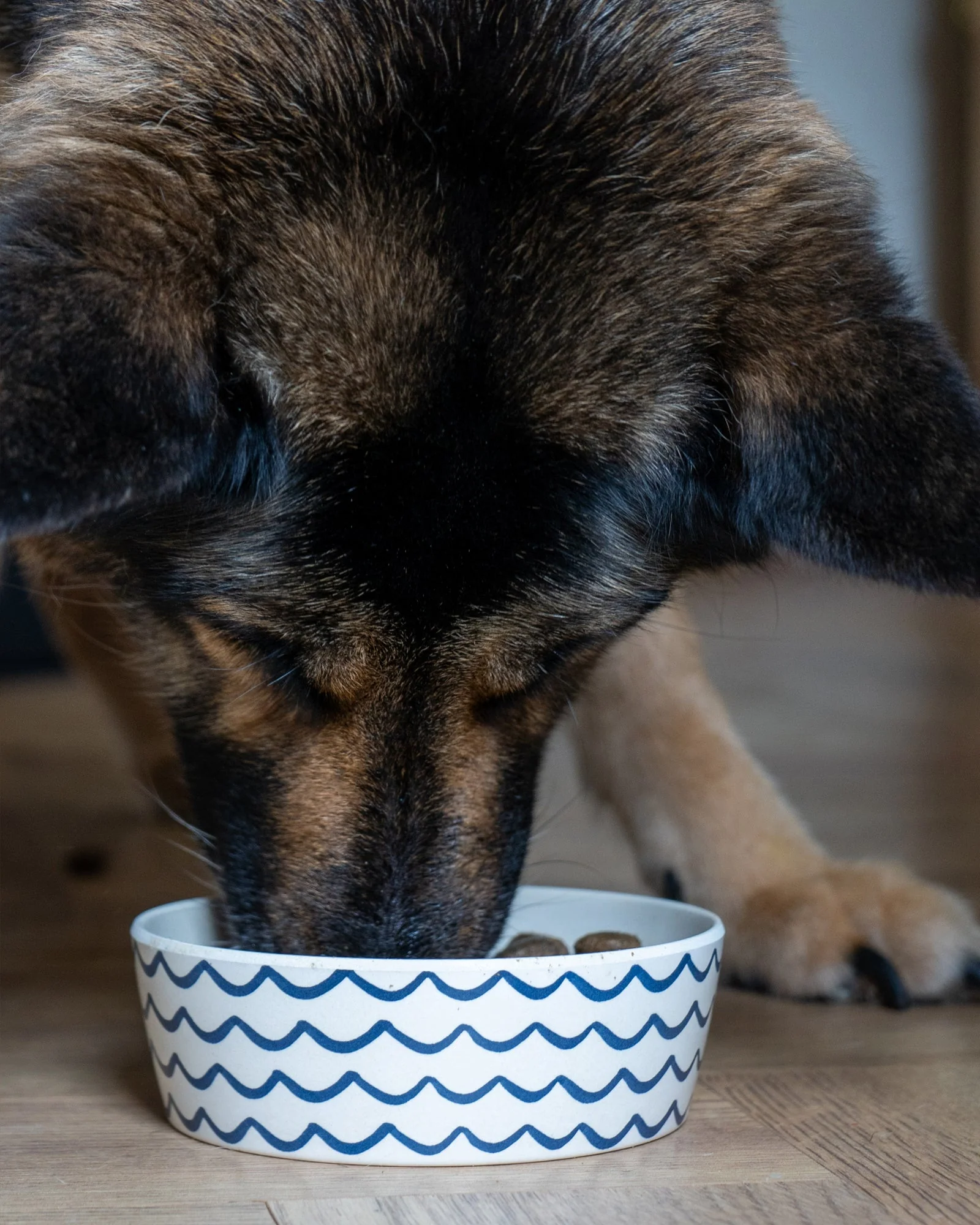 Salmon & Potato Working Dog Food - Image 3